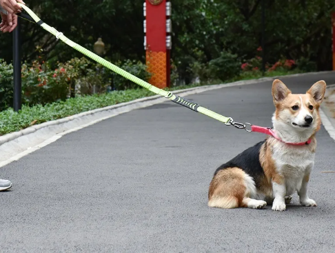 Stretchiga Reflexkoppel för Hund