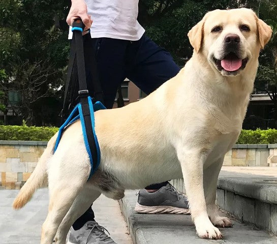 Benstöd för Hund – Promenadstöd för Ben & Leder
