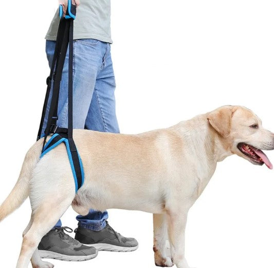 Benstöd för Hund – Promenadstöd för Ben & Leder